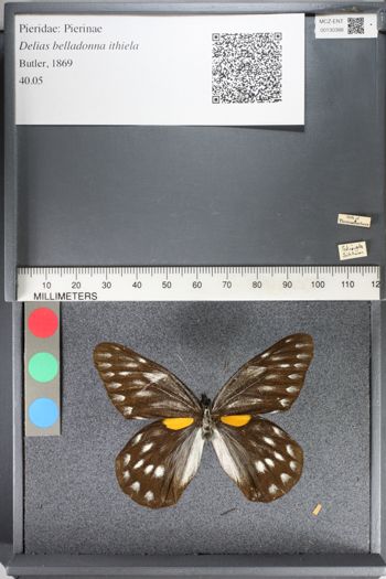 Media type: image;   Entomology 130388